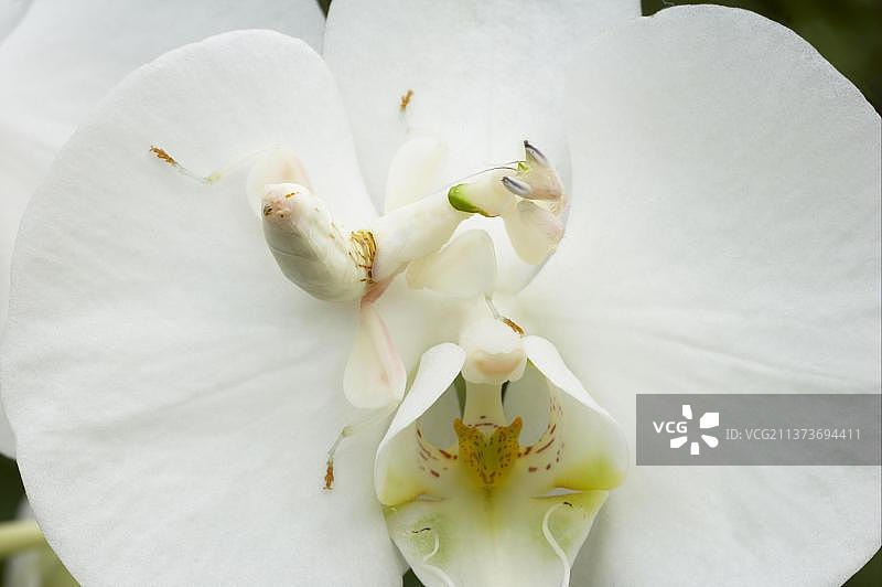 行走中的兰花螳螂(Hymenopus coronatus)，动物，其他动物，昆虫，螳螂，兰花螳螂成虫，伪装在蝴蝶兰上(人工饲养)图片素材
