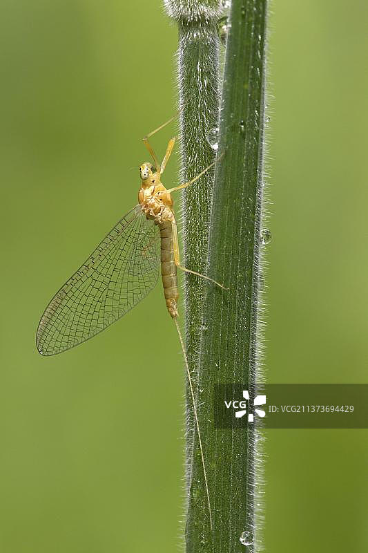 蜉蝣成虫，苏格兰伯威克郡图片素材