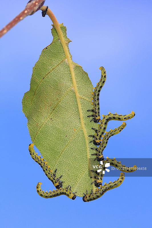 Birch Sawfly (Croesus septentrionalis) larvae, in defensive posture, feeding on birch leaf, Powys, Wales, United Kingdom, Europe图片素材