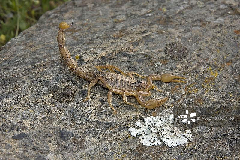 西班牙埃斯特雷马杜拉的欧洲蝎图片素材