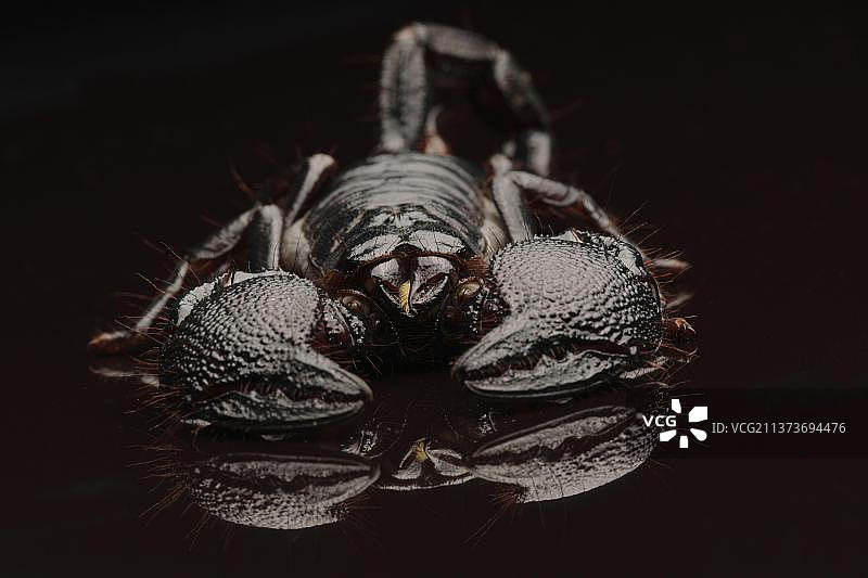 帝王蝎图片素材