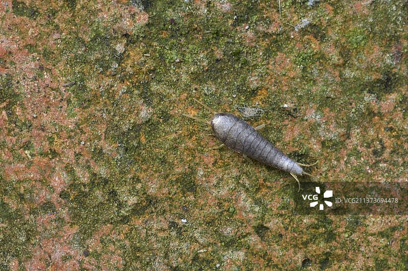 成年衣鱼，英国埃塞克斯郡图片素材