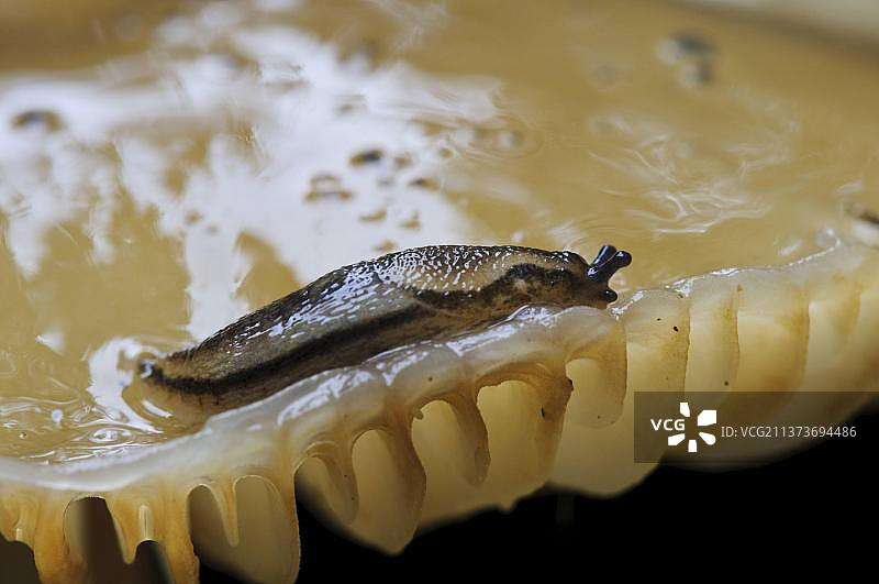 在瓷菌子实体上的灰暗蛞蝓，英国诺丁汉郡克伦伯公园图片素材