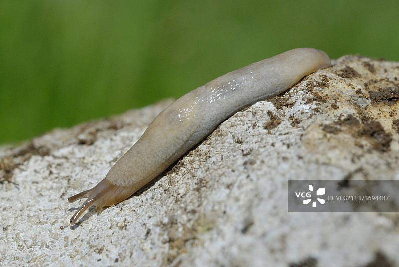 网纹野蛞蝓成虫，在岩石上，英国威尔士戈尔半岛图片素材