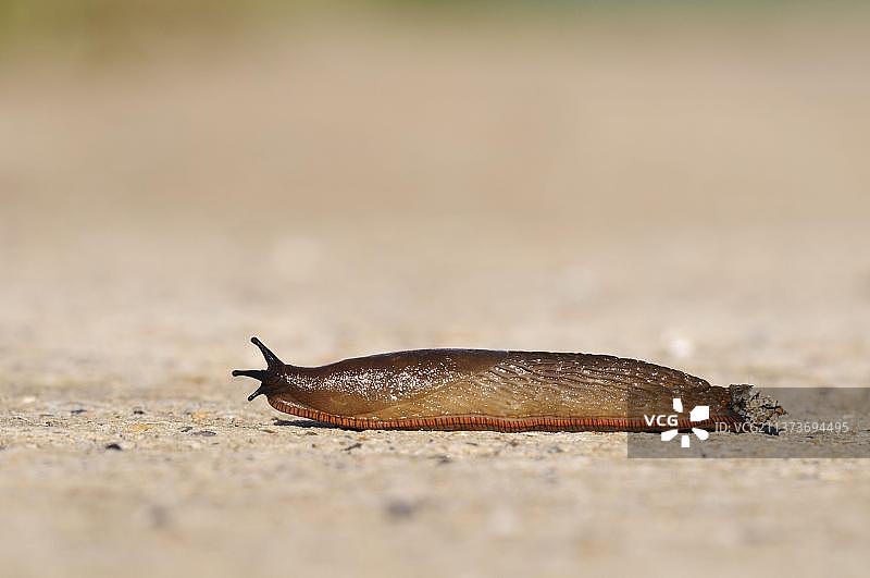 红蛞蝓成虫穿过混凝土路面图片素材