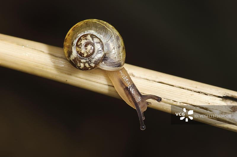 肯特蜗牛幼崽爬行在芦苇杆上图片素材