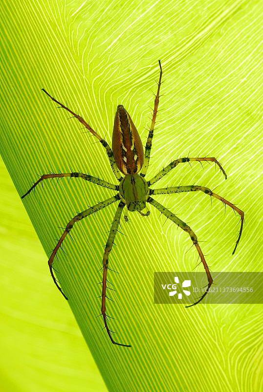 马达加斯加猞猁蜘蛛图片素材