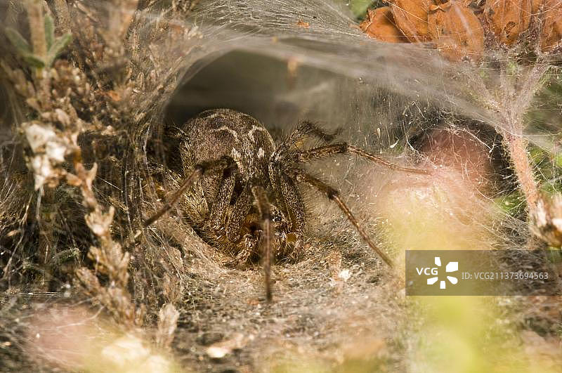 常见的迷宫蜘蛛，位于英国萨里郡的自然保护区图片素材