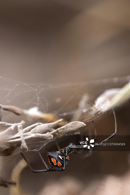 欧洲黑寡妇蜘蛛图片素材