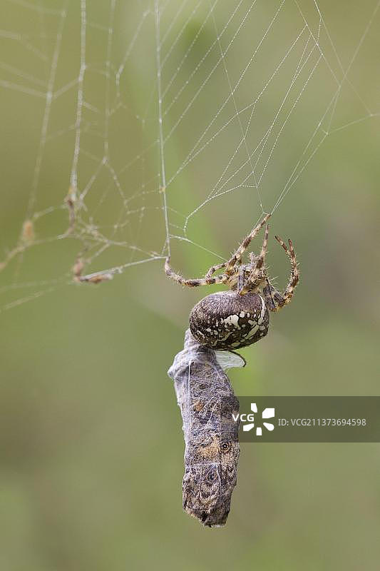 欧洲花园蛛和猎物图片素材