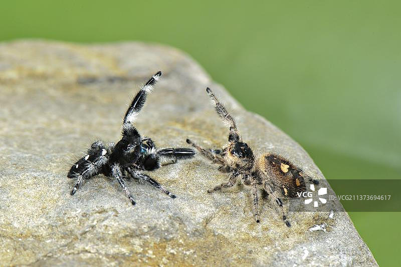 正在求偶的丽蝇虎图片素材