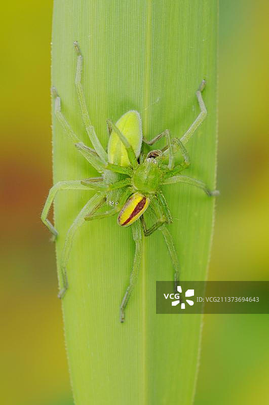 绿狩猎蛛（Micrommata virescens），意大利，欧洲图片素材