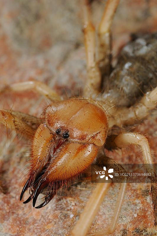 库里岛太阳蜘蛛特写图片素材