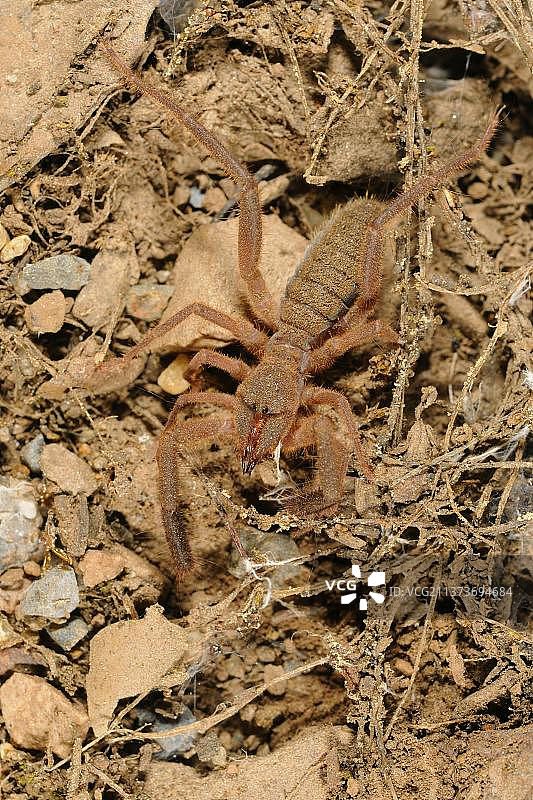 欧洲日蛛（Gluvia dorsalis）成年个体，西班牙图片素材