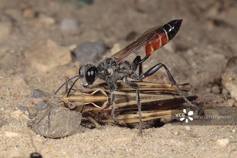 麻痹猎物的沙 wasp (Sphex albisectus) 成年雌性图片素材