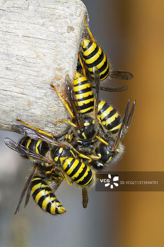 欧洲树蜂成虫雄性和新蜂王从巢穴入口大量涌出图片素材