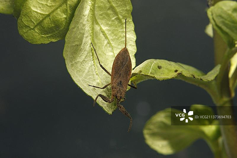 水蝎子成虫，在水下叶子上，米德兰兹，英国，欧洲图片素材