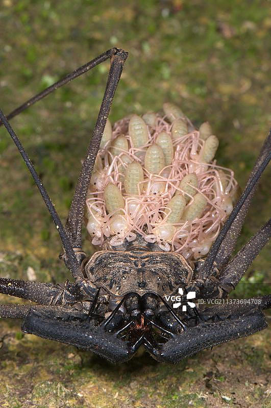无尾鞭蝎：携带幼崽的雌性成虫，拍摄于秘鲁亚马逊流域的洛斯阿米戈斯生物站图片素材
