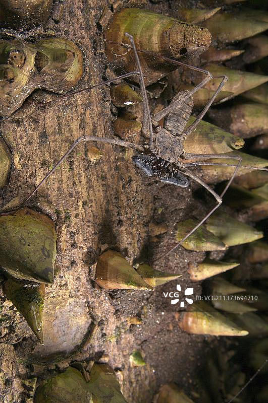 无尾鞭蝎成虫，在多刺树干上等待猎物，亚马逊图片素材