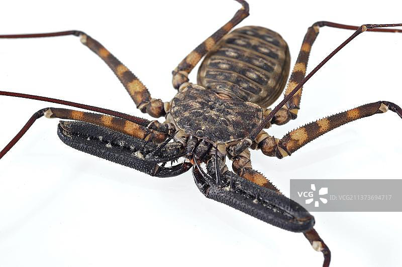 无尾坦桑尼亚巨鞭蝎(Damon diadema)，成年，适应性钳状触须的特写图片素材