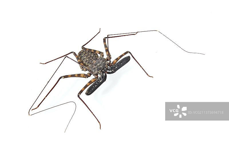鞭蛛，无鞭蝎，其他动物，动物，蛛形纲动物，坦桑尼亚巨型无尾鞭蝎（Damon diadema）成年个体图片素材