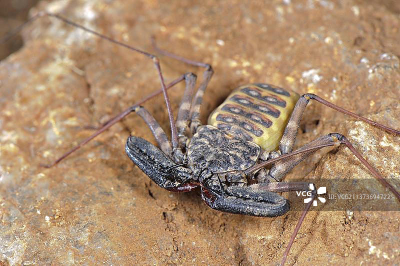 巴鲁勒自然保护区中的杂色无尾鞭蝎图片素材