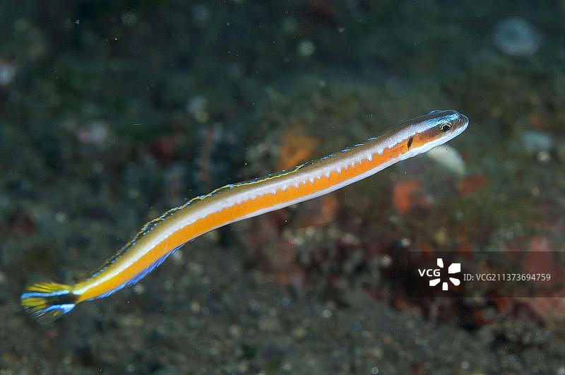 黄条蠕鱼，塞拉亚，巴厘岛，小巽他群岛，印度尼西亚，亚洲图片素材