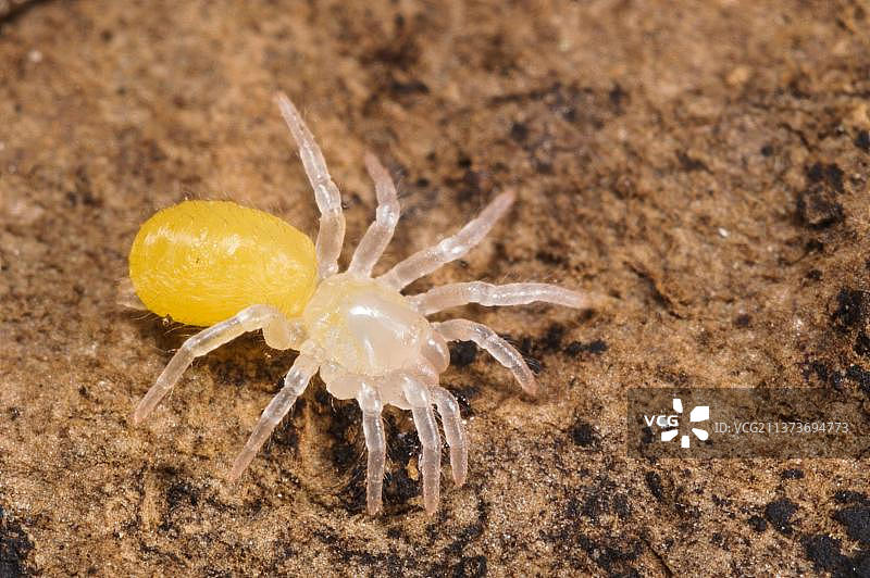 未描述的折户蛛新物种（Nemesia sp.），新孵化的小蜘蛛，意大利，欧洲图片素材