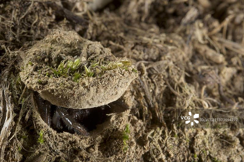 欧洲意大利利古里亚的莫格里奇活板门蛛图片素材
