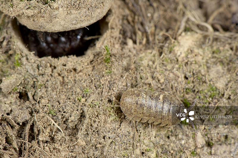 利古里亚的莫格里奇活板门蛛图片素材