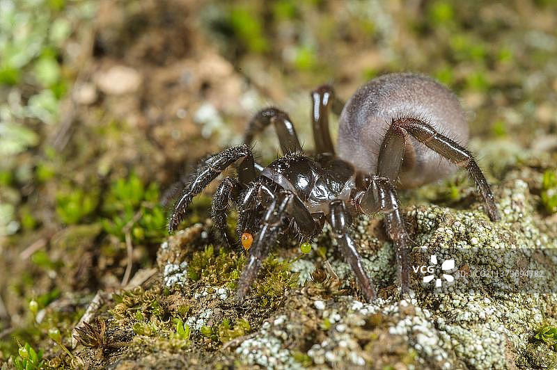 莫格里奇瓣蹼蛛成年雌性，意大利利古里亚萨沃纳省图片素材