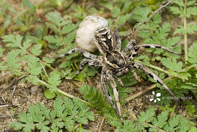 意大利狼蛛（Lycosa tarentula）成年雌性，携带卵囊，意大利，欧洲图片素材