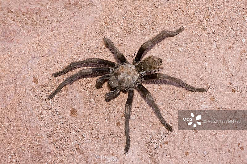 西部沙漠塔兰图拉毒蛛（铜色阿 ఫో兰毒蛛）成年个体，缺腿，穿越小路：美国犹他州锡安国家公园图片素材