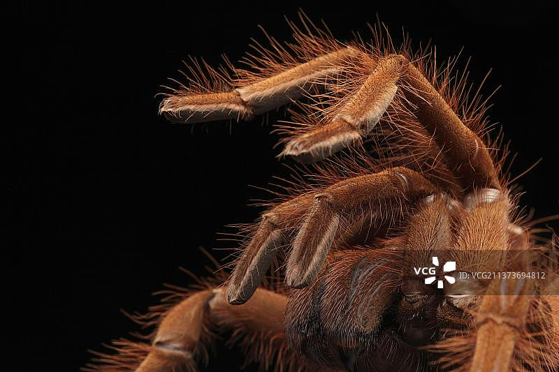 委内瑞拉巨人鸟蜘蛛图片素材