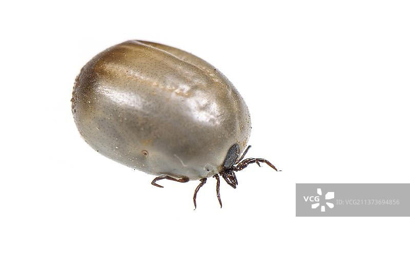 蓖麻硬蜱，蜱虫，其他动物，动物，蛛形纲动物，成虫，吸饱血图片素材