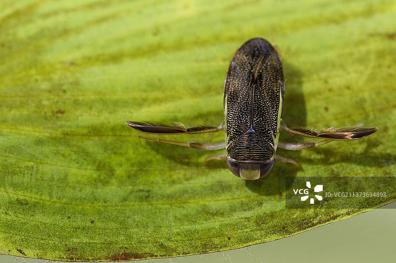 在水下叶子上的小舟蝽成虫，英国，欧洲图片素材