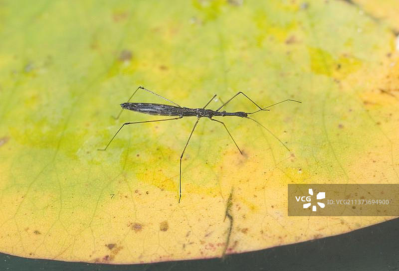水黾，水黾在漂浮的睡莲叶上行走图片素材