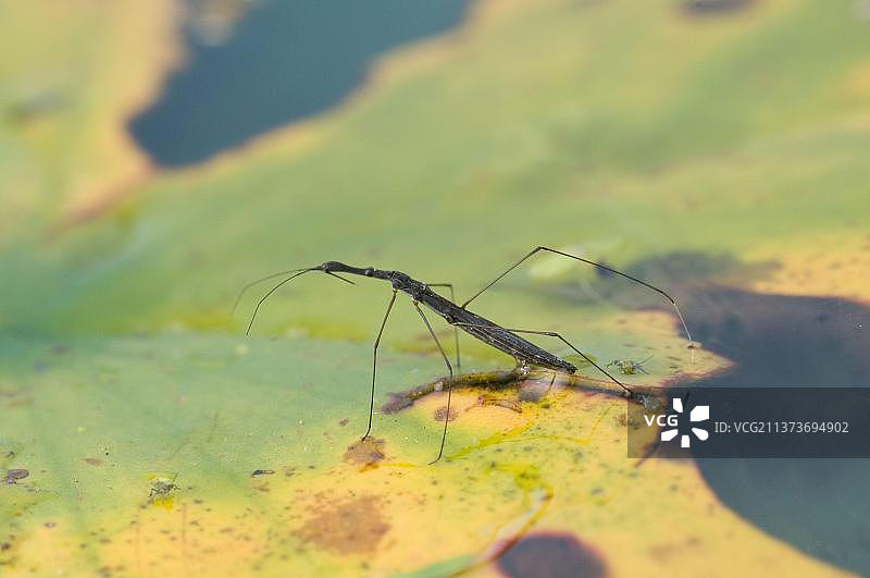 水黾，水黾在漂浮的睡莲叶上行走图片素材