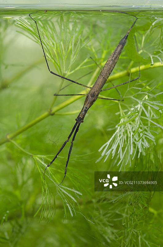 水螳螂，成虫在水面通过腹部末端的“尾巴”呼吸，英国诺丁汉郡图片素材