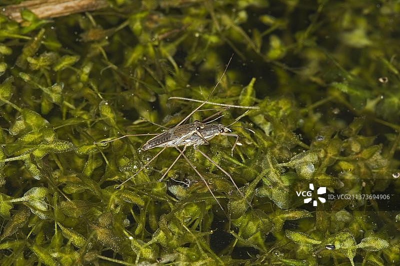 水面上交配的普通水黾成虫，英国诺福克图片素材