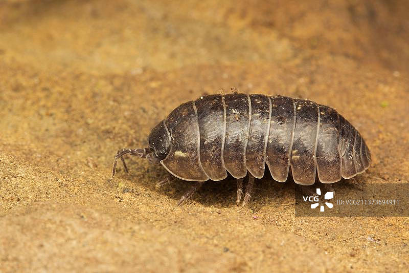 栖息在岩石上的成年普通鼠妇，英国莱斯特郡图片素材