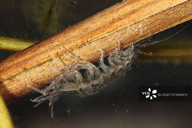 水下潮虫（Asellus sp.）成年个体，欧洲，英国，威尔士图片素材