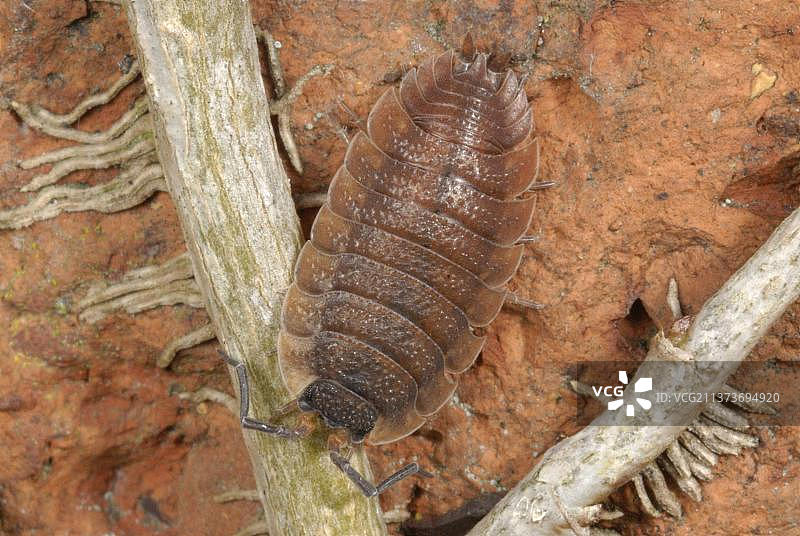 红色普通鼠妇成虫，在郊区花园的砖墙上，英国南威尔士图片素材