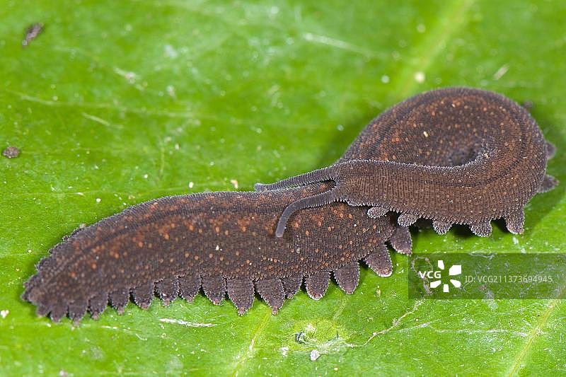 粗短的脚，其他动物，动物，安第斯天鹅绒虫（Peripatus sp.）成年，从库斯科到马努盘绕，库斯科省，安第斯山脉，秘鲁，南美洲图片素材