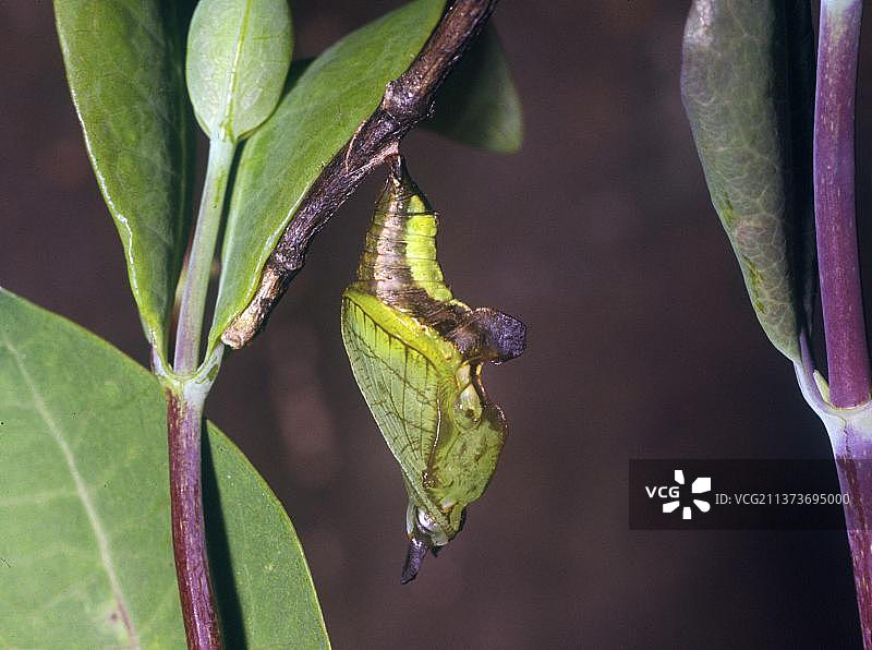 翠蛱蝶，小翠鸟，其他动物，昆虫，蝴蝶，动物，蝴蝶，白 admirar (翠蛱蝶) 成虫羽化图片素材