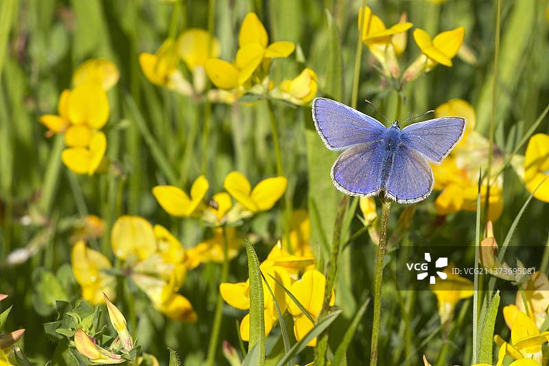 普通蓝蝴蝶停留在英国莱斯特郡的百脉根花丛中图片素材