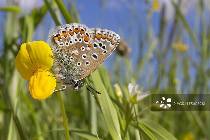 停留在鸟足三叶草花朵上的普通蓝蝶图片素材