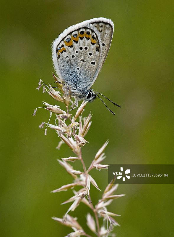 白色三叶草蓝色银纹灰蝶图片素材