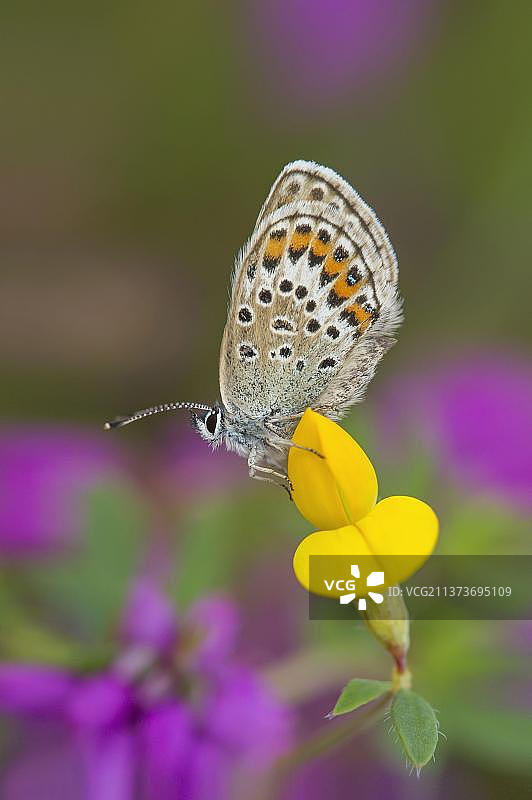 银粉蝶（Plebejus argus）成年雌性停留在鸟足三叶草（Lotus corniculatus）花上，英国什罗普郡图片素材