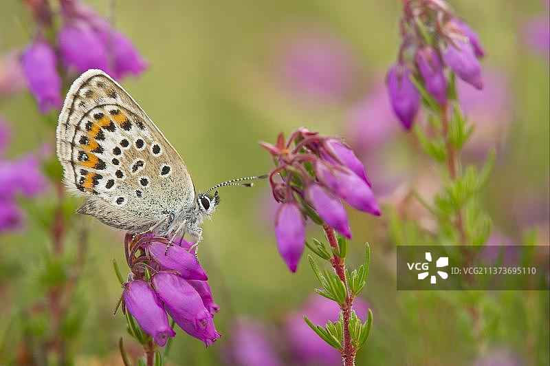 银纹蓝蝶成年雌性，栖息在帚石楠花上，英国什罗普郡普里斯图片素材